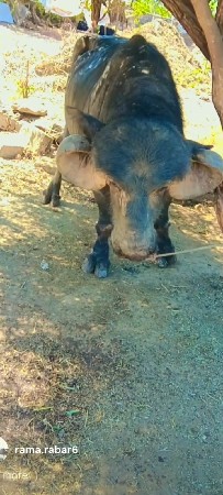 थंबनेल 2