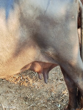 થંબનેલ 2