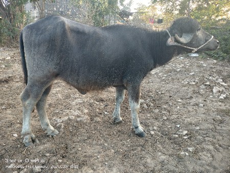 વેચવાની છે