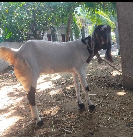 થંબનેલ 2