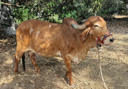 બે ગાય  વેચવા ની છે