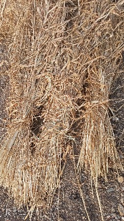 જુવાર ની નીરણ