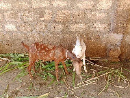બકરી ને બકરો વેચવાના છે