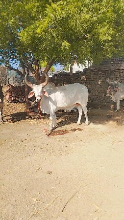 લેવો અથવા દેવો..