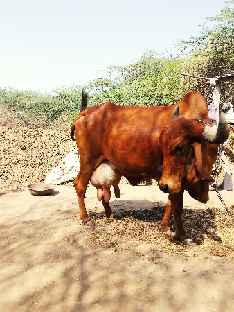 ગાય વેચવાની છે