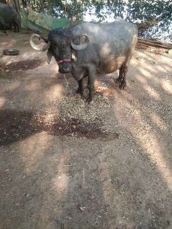 ભેસ વેચવાની છે.