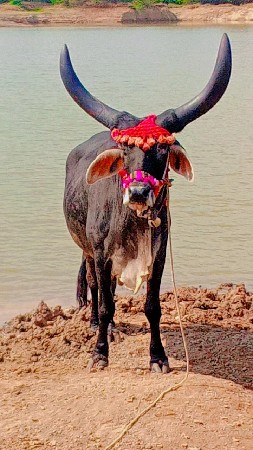 थंबनेल 2