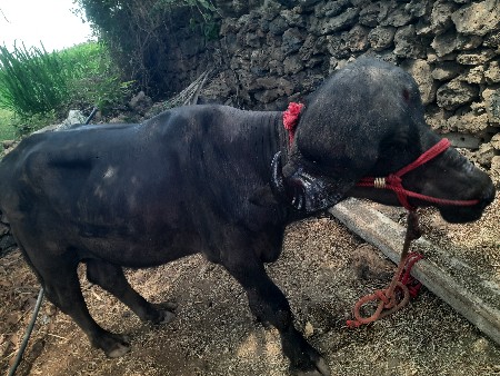 પાડો વેચવા નો છે