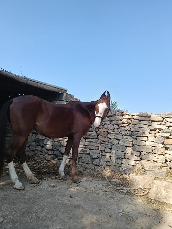 થંબનેલ 2