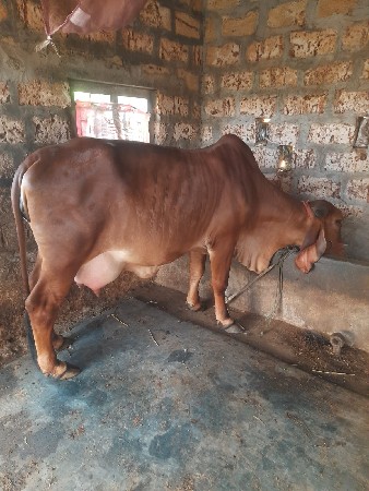 પ્યોર ગીર ગાય વેચવાની છે