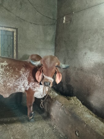 ગાય વેચવાનિ છે