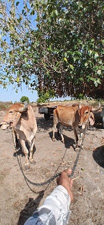 થંબનેલ 2