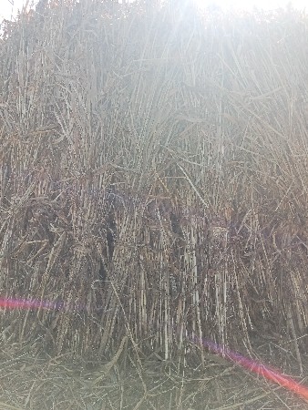 બાજરા  નો ચારો વેચવાનો છે