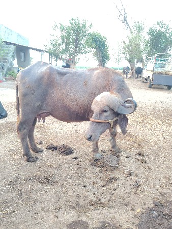 પેલું વેતર ખણેલી વેચવા ની છે
