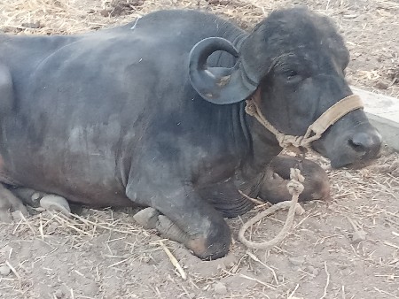 ખડેલિ બીજુવિયાછેકોટાફોનનોકરતા