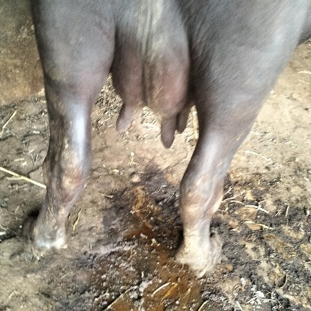 ભેશ વેશવાની છે