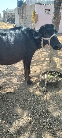 थंबनेल 3