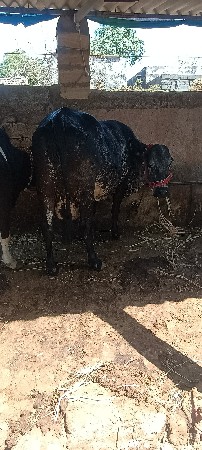 થંબનેલ 3