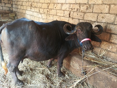 આ ભેસ વેચવાની છે