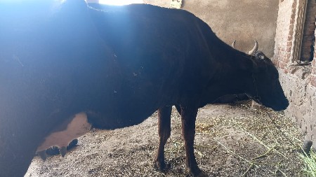 थंबनेल 3