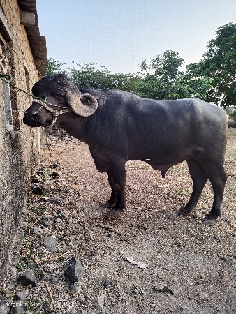 થંબનેલ 3