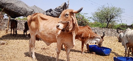 થંબનેલ 3