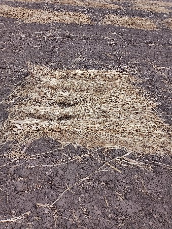 સાર વેસવાની છે