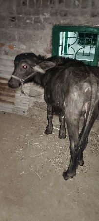 थंबनेल 3