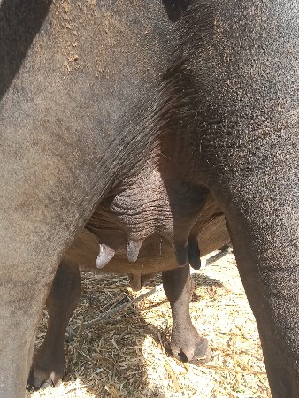 ખળેલી વેચવાની છે