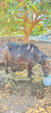 3લિટર દુધ છે બેય કેમ દોવાદેય