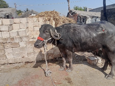 थंबनेल 2