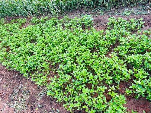 desi marchi no rop vechva no che