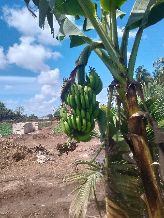 કેરવેશવાનીછે