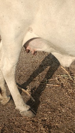 थंबनेल 4