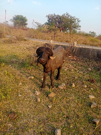 थंबनेल 2