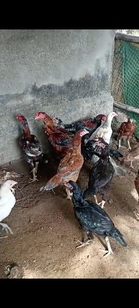 થંબનેલ 3