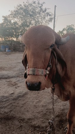 વાછડી ના સાટા માં વસેરી લેવાની છે