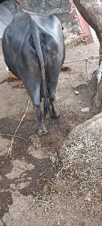 ભેંસ બેસવાની