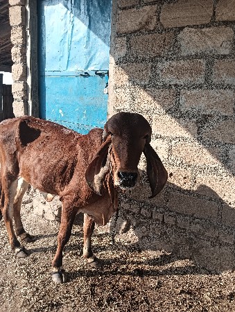 ગીર વાસડી