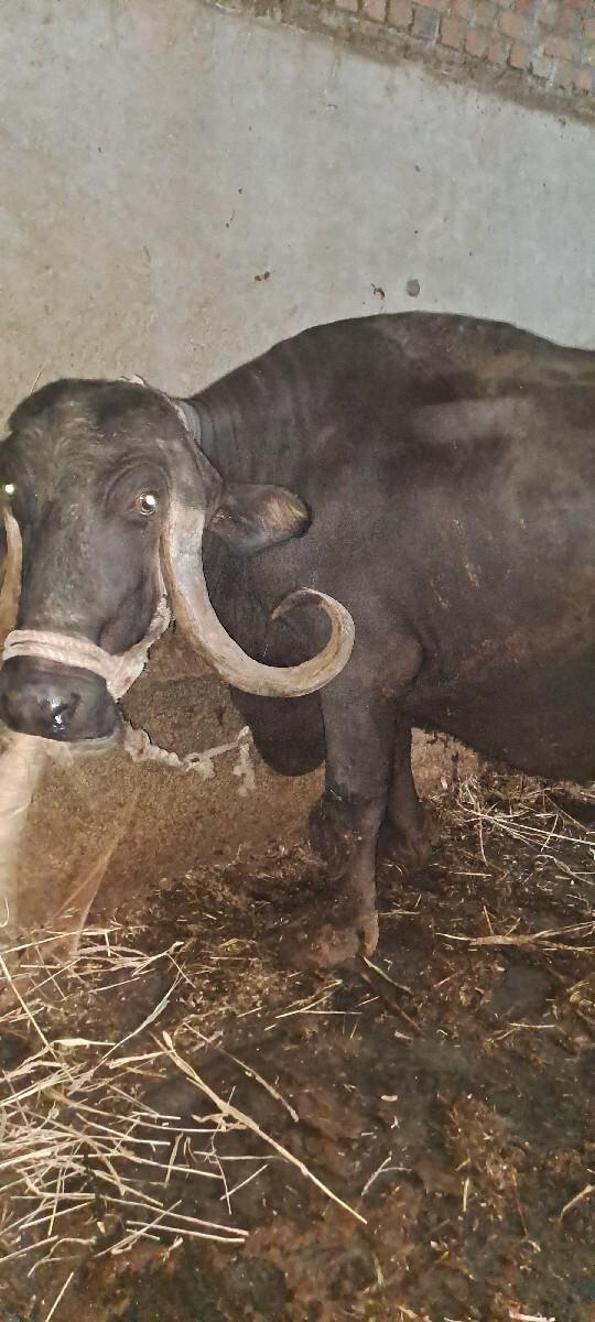 थंबनेल 3