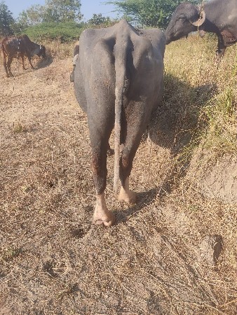 થંબનેલ 3