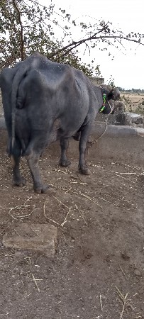 थंबनेल 2