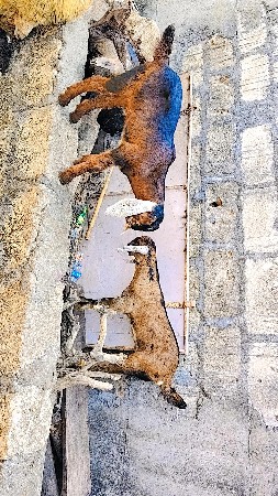 થંબનેલ 3