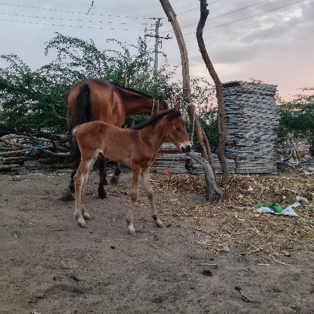 थंबनेल 2