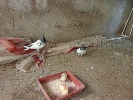 थंबनेल 2