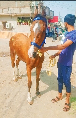 ઘોડીનાસાટાકરવાનાછે વેચવાની નથી