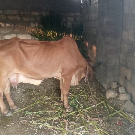 थंबनेल 3