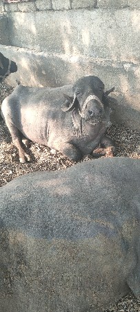 થંબનેલ 2