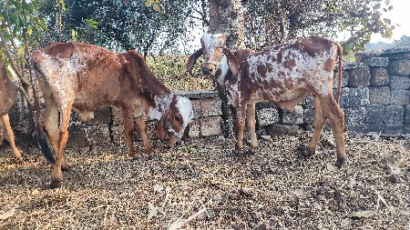 કાબરા વાસડા