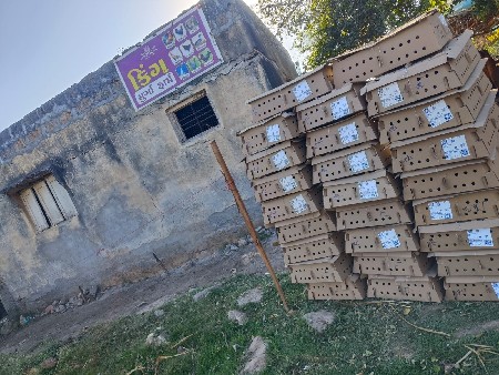 દેશી સોનાલી